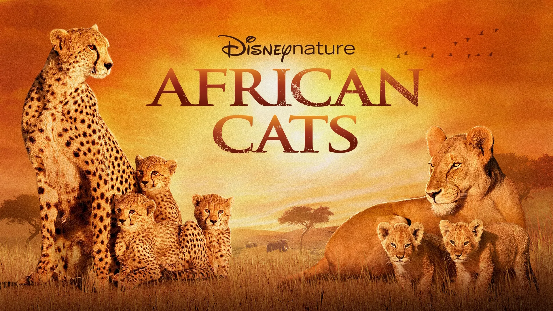 African Cats (2011)