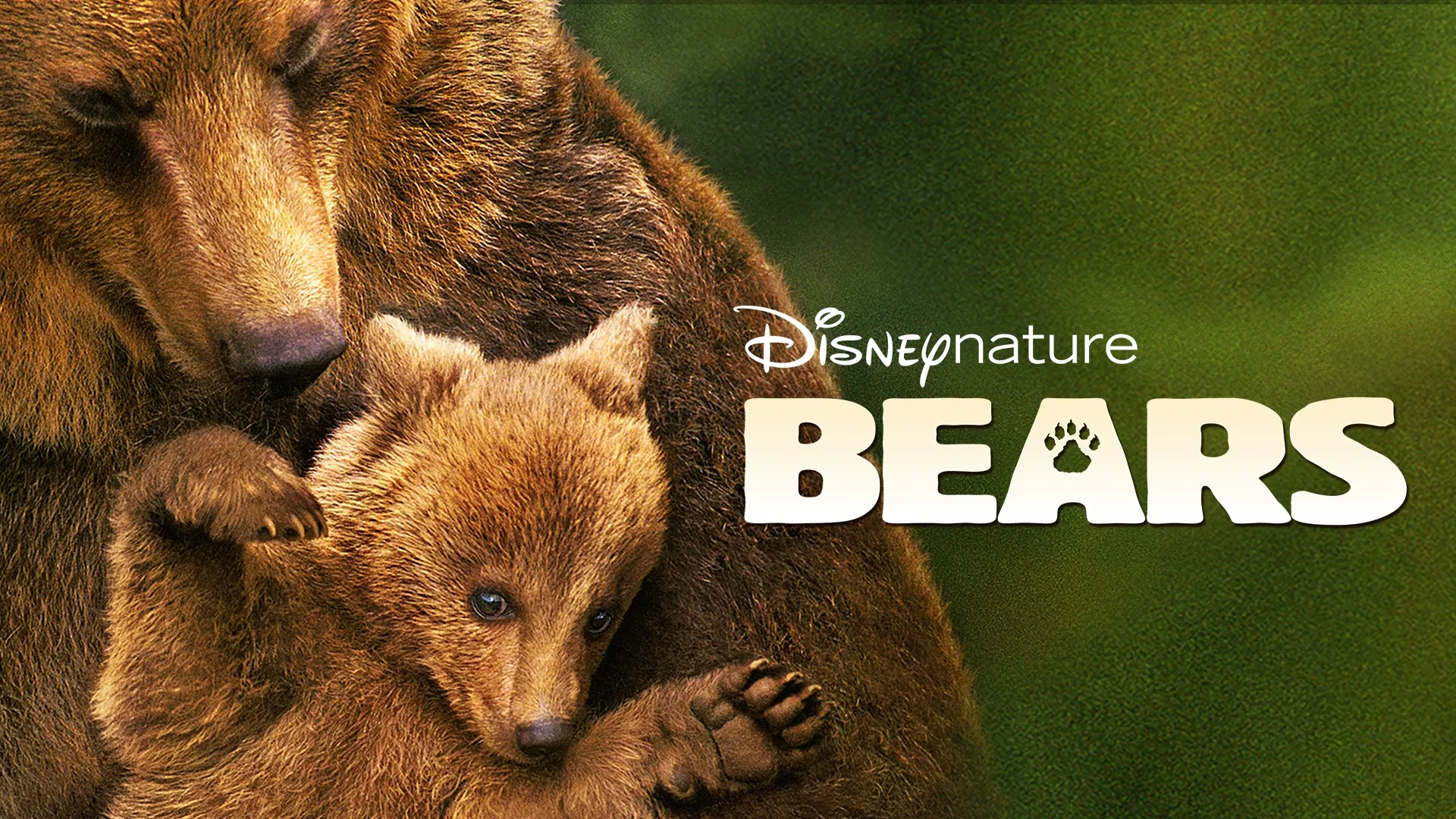 Bears (2014)