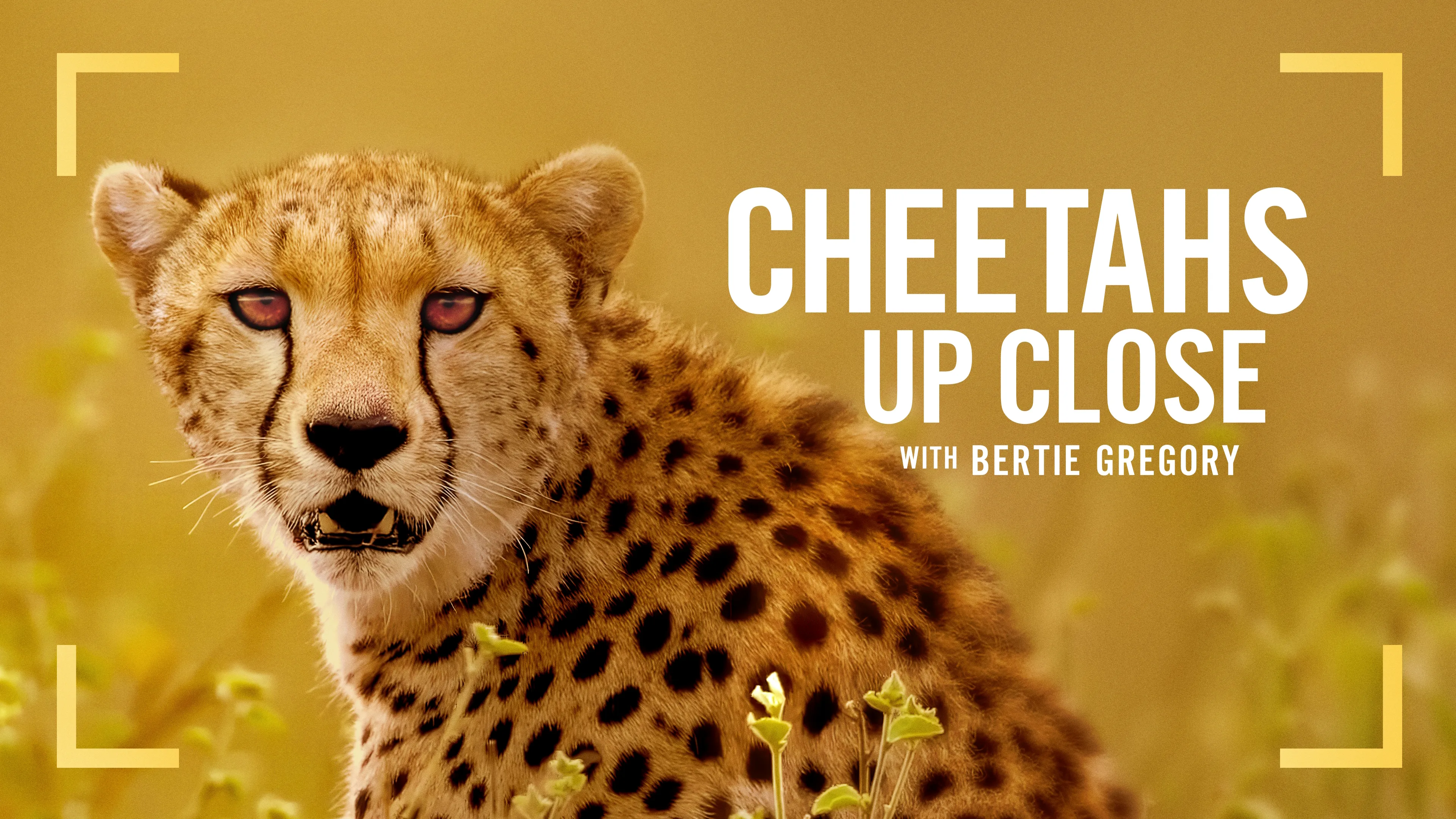 Cheetahs Up Close with Bertie Gregory (2026)