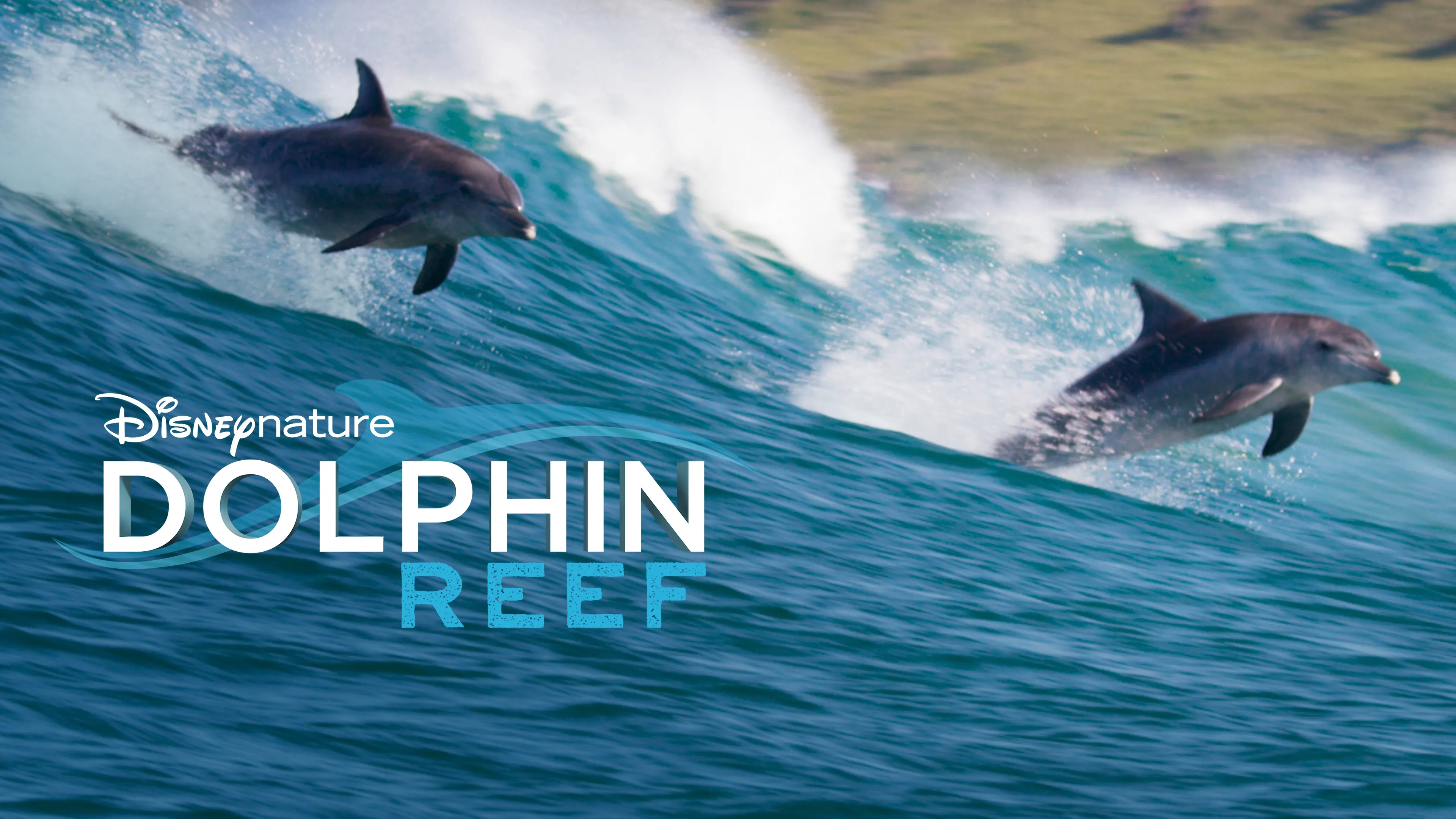 Dolphin Reef (2018)