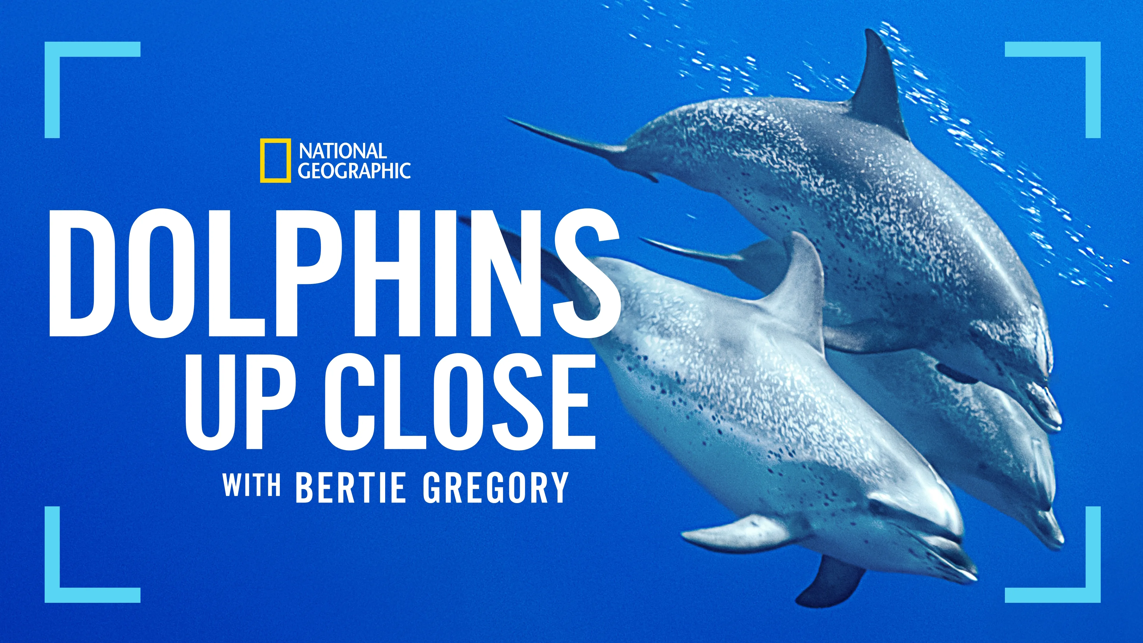 Dolphins Up Close with Bertie Gregory (2025)
