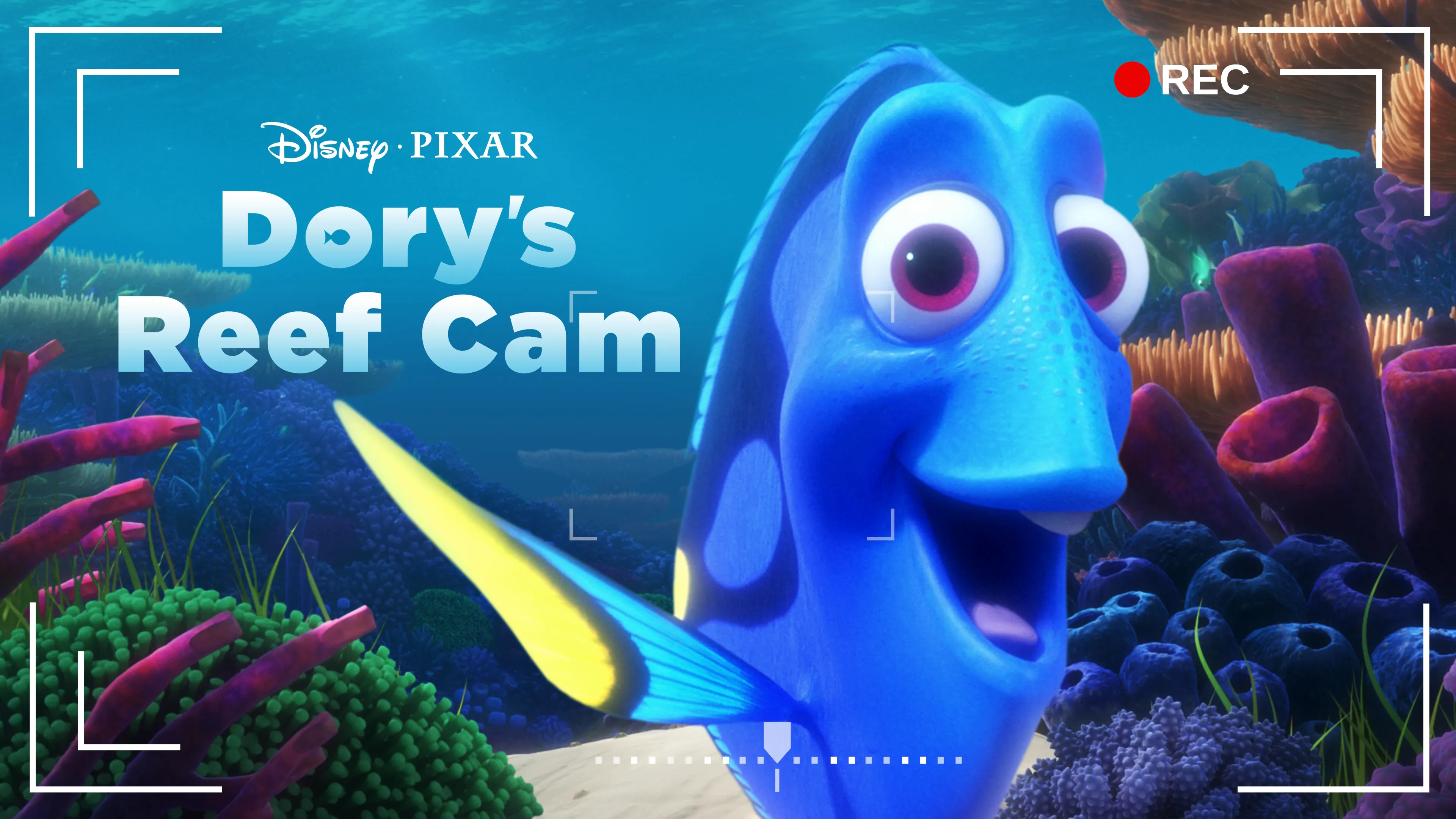 Dory's Reef Cam (2020)