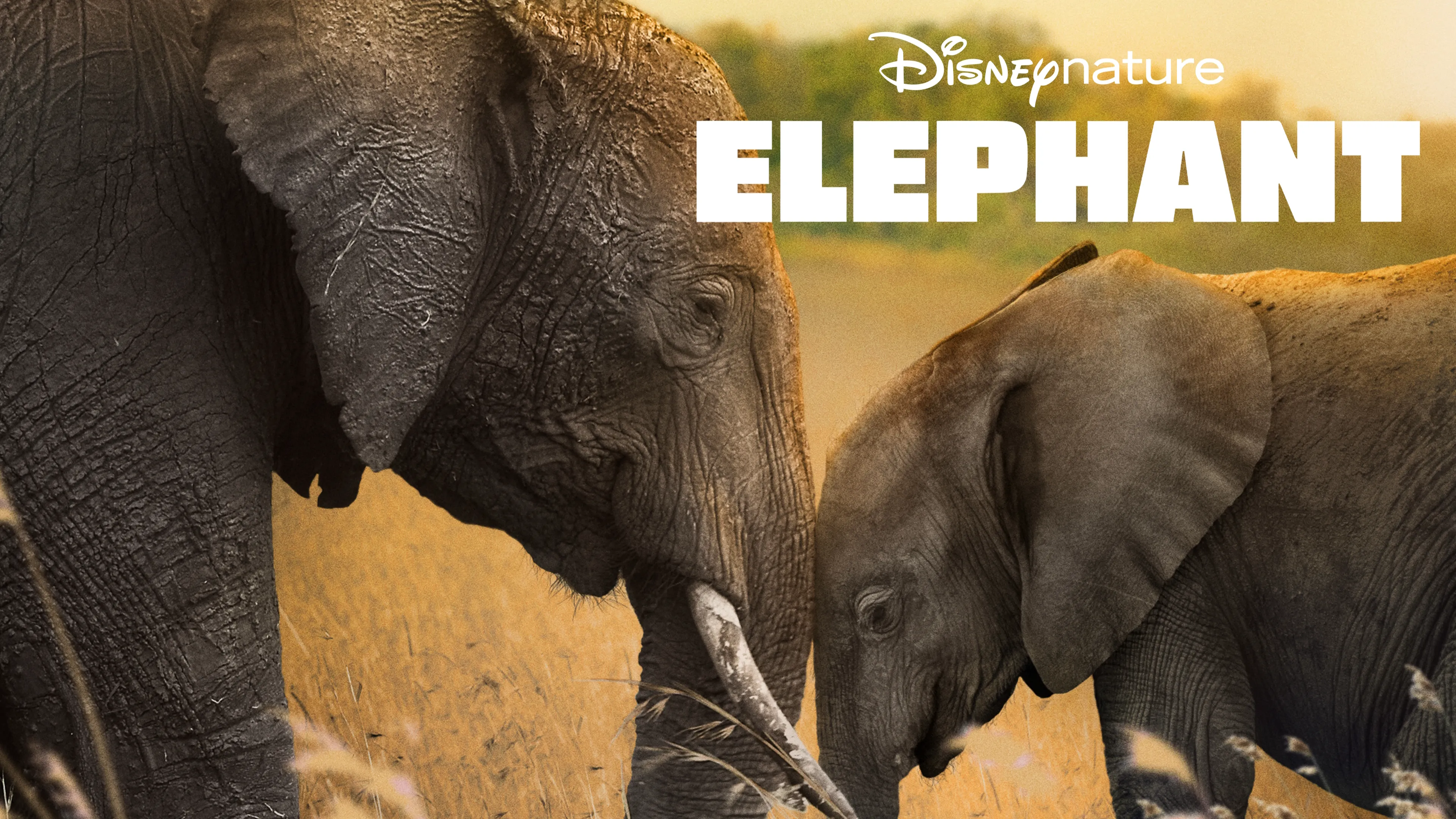 Elephant (2020)