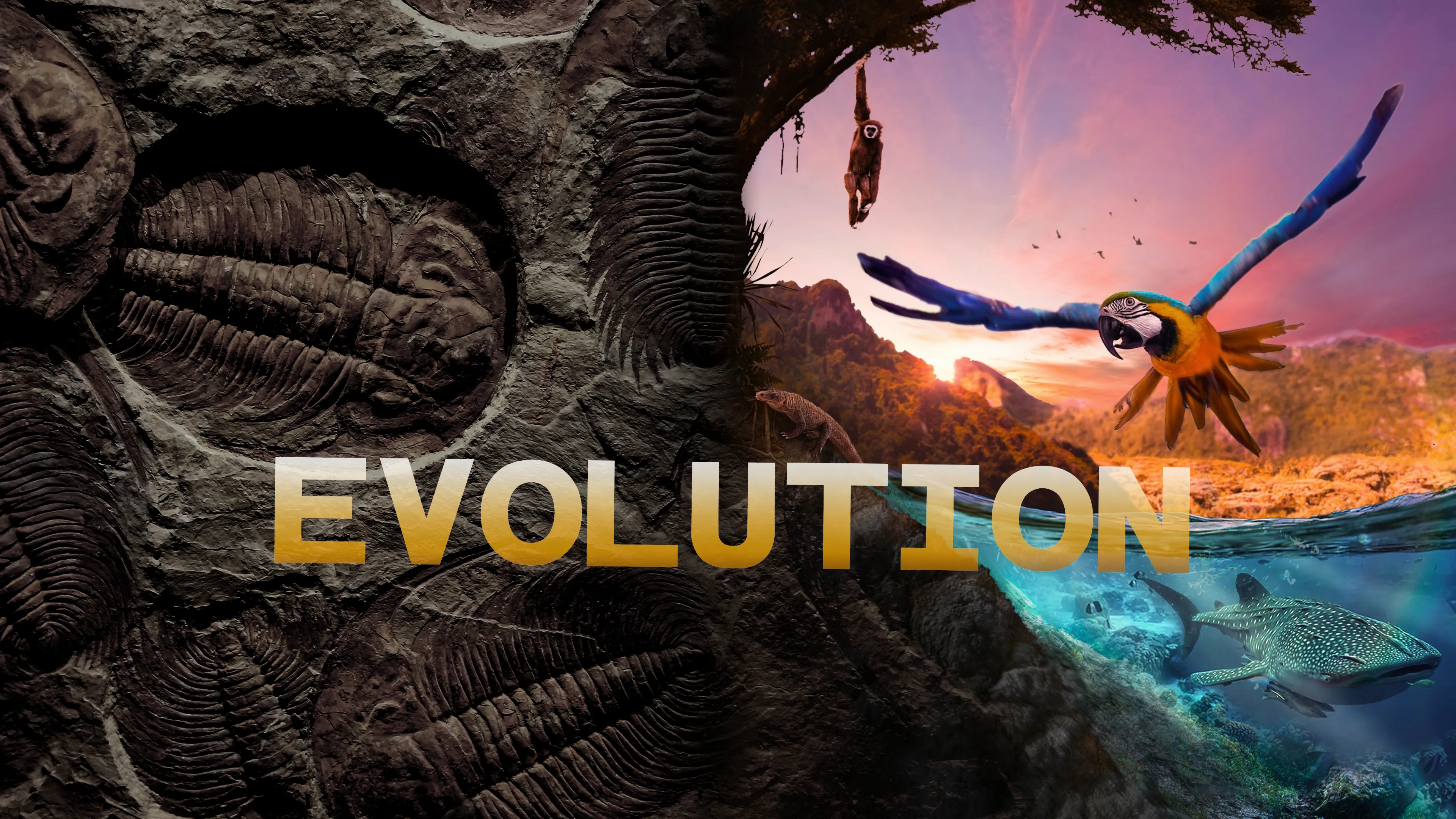 Evolution (2018)