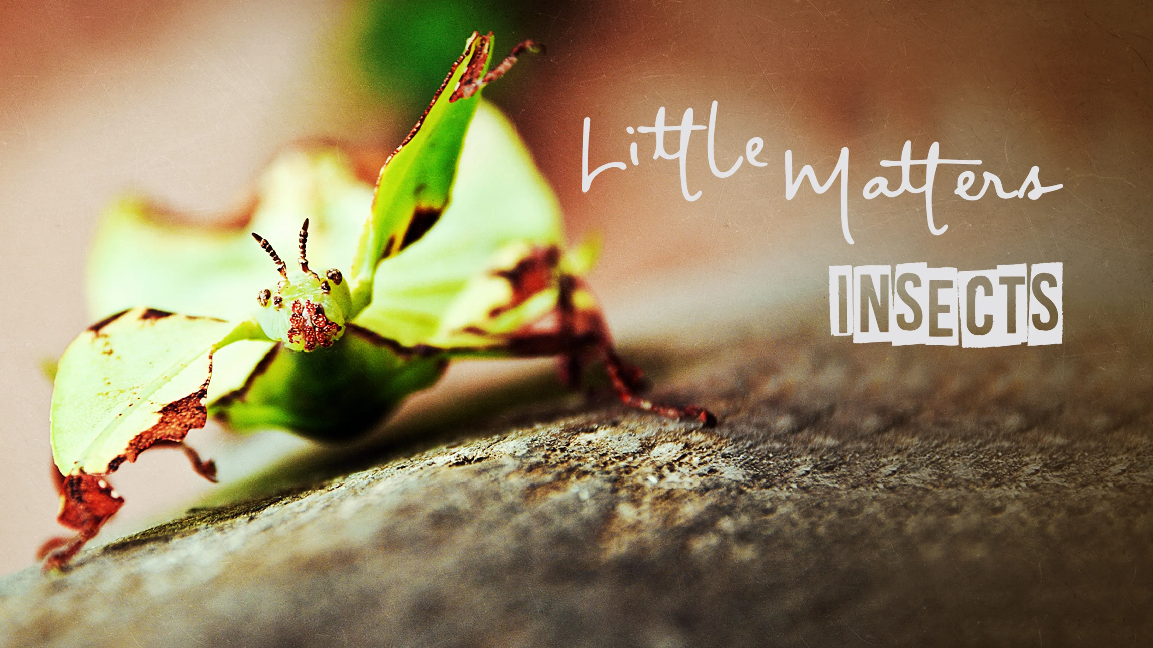 Little Matters: Insects (2014)
