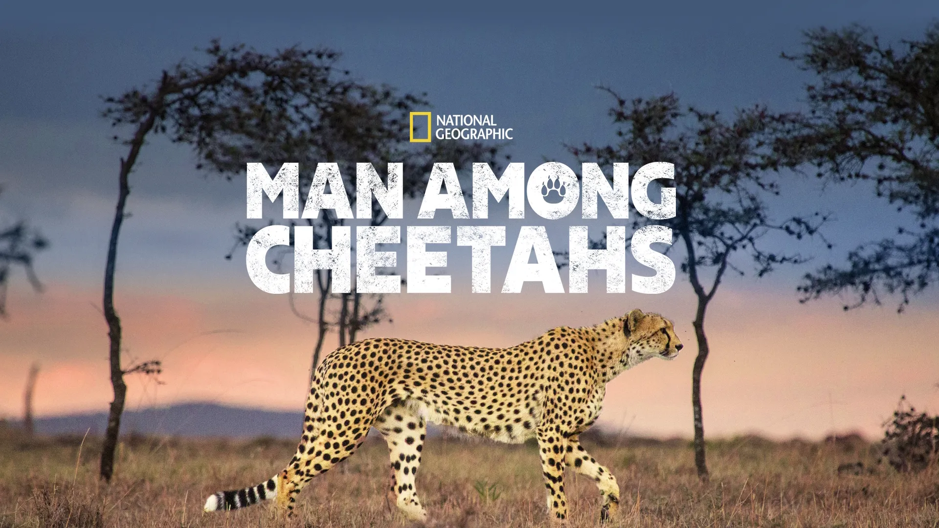 Man Among Cheetahs (2017)