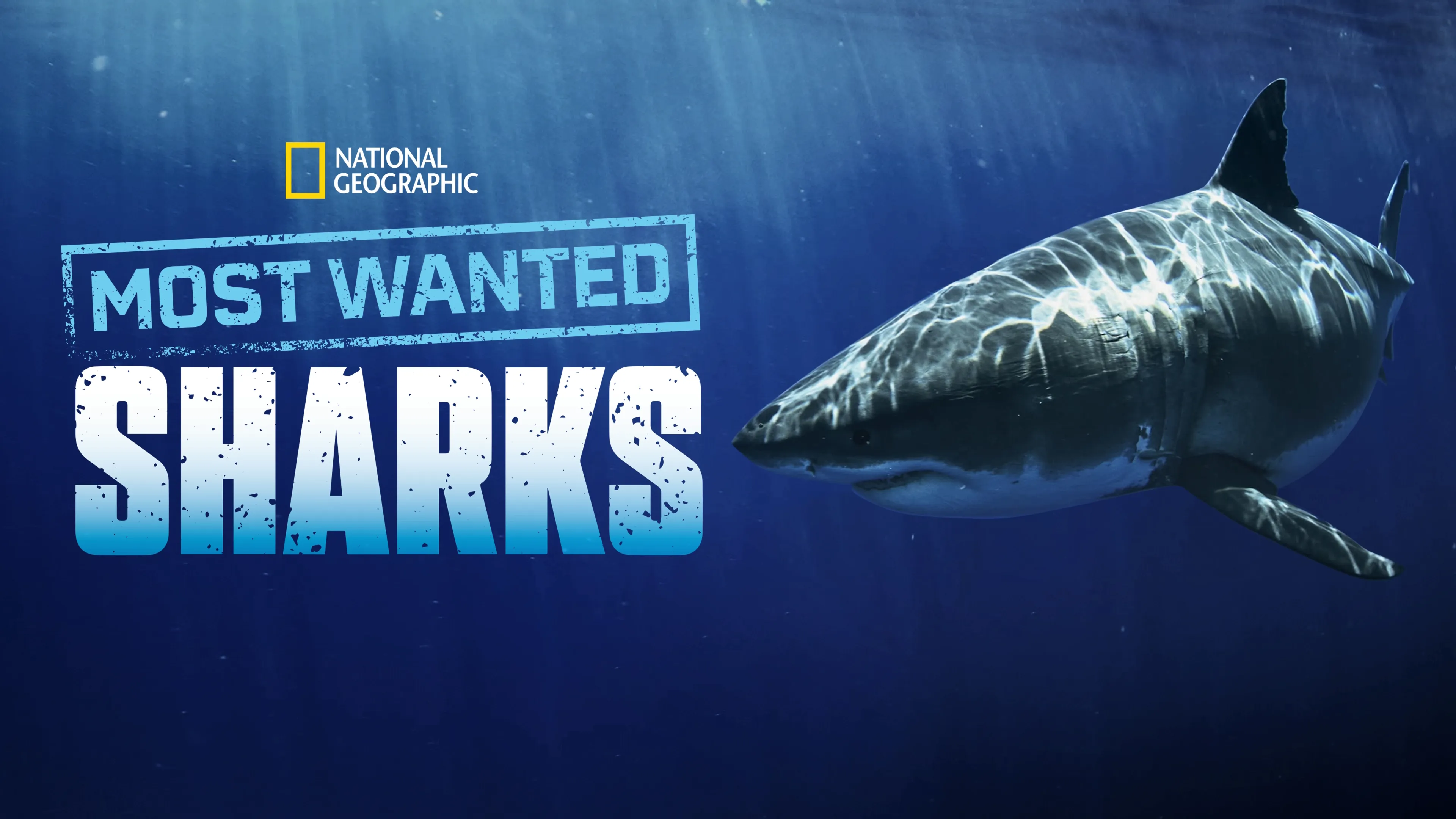 Most Wanted Sharks (2020)