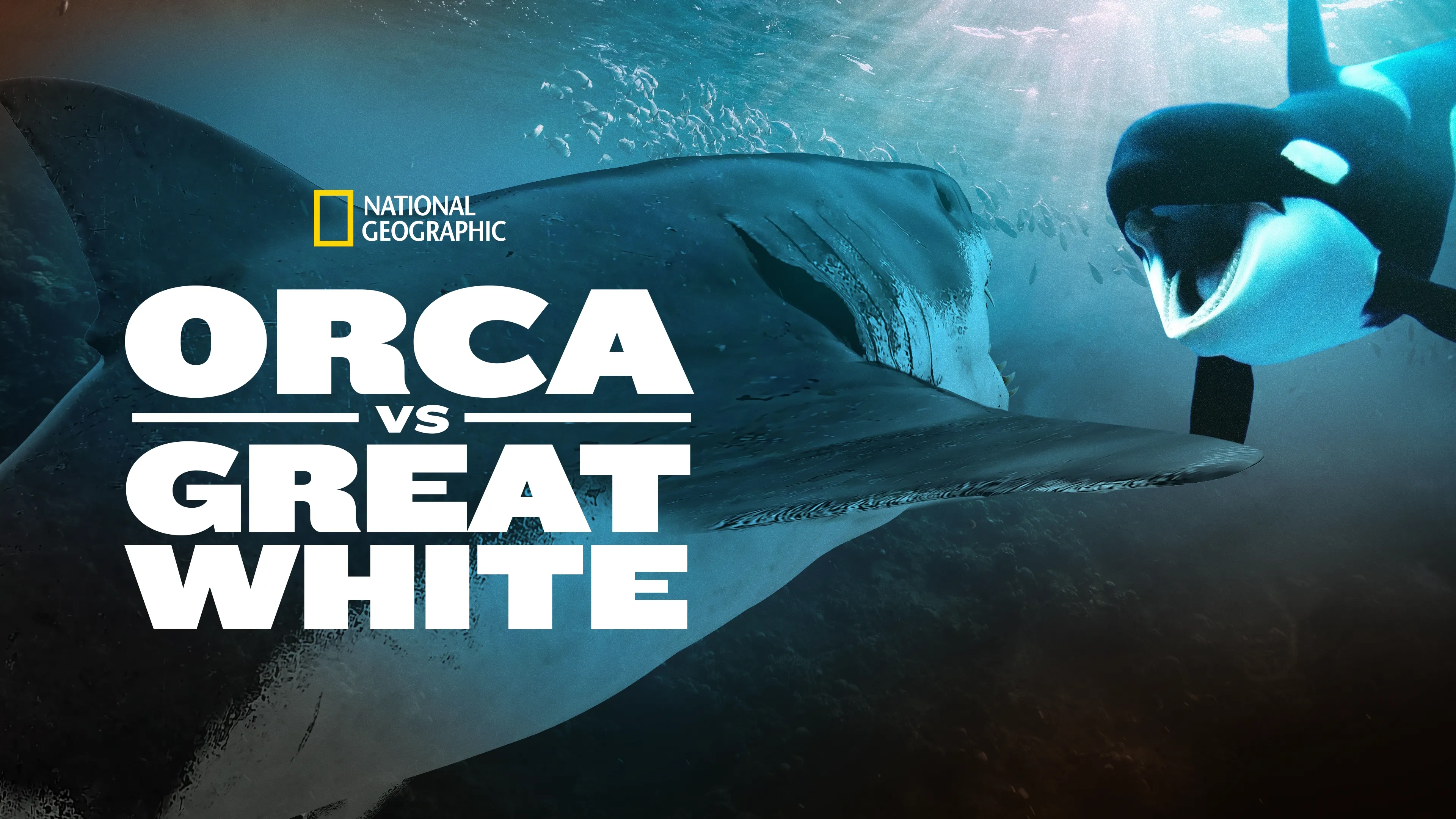Orca vs. Great White (2021)