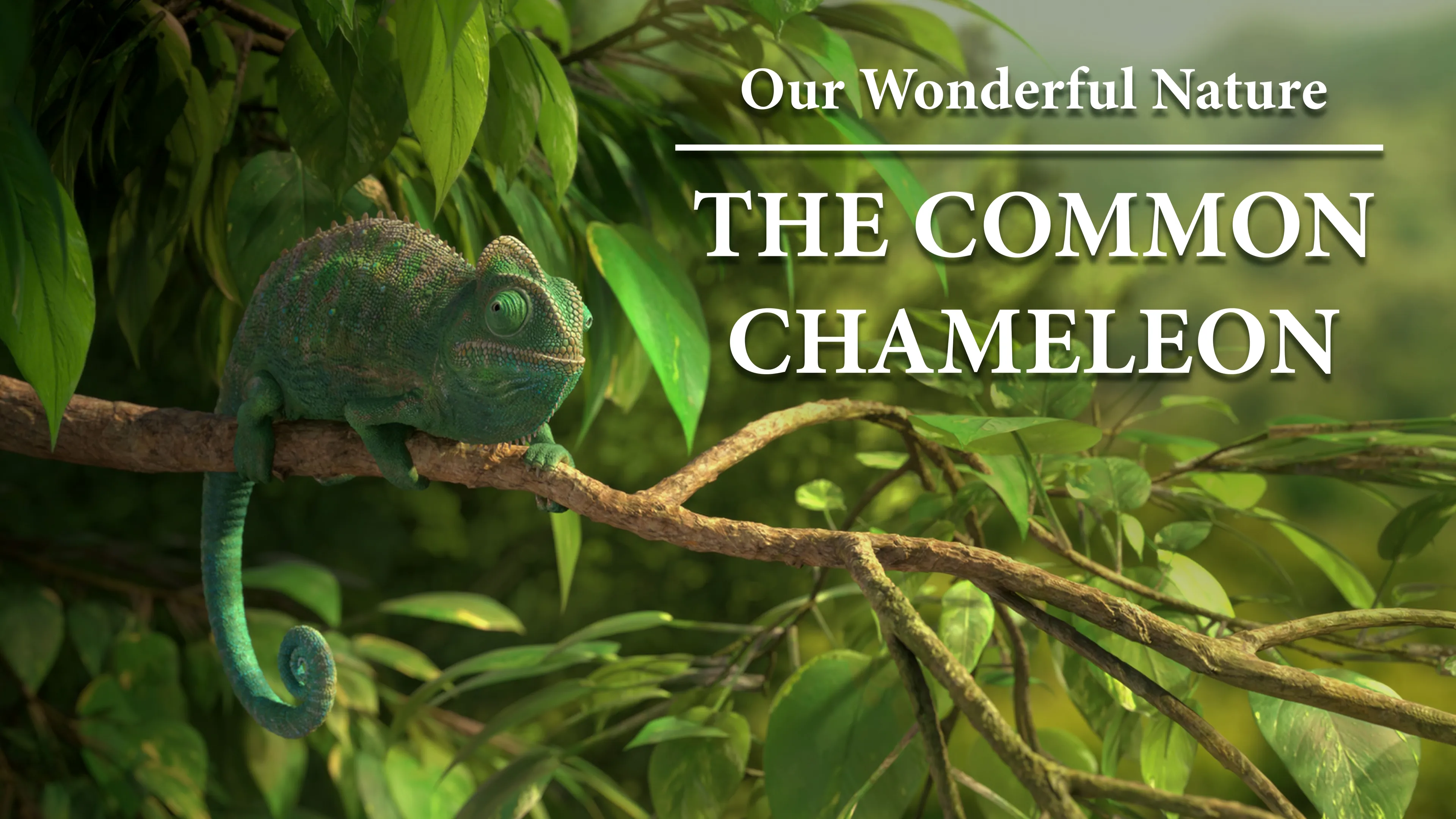 Our Wonderful Nature: The Common Chameleon (2016)
