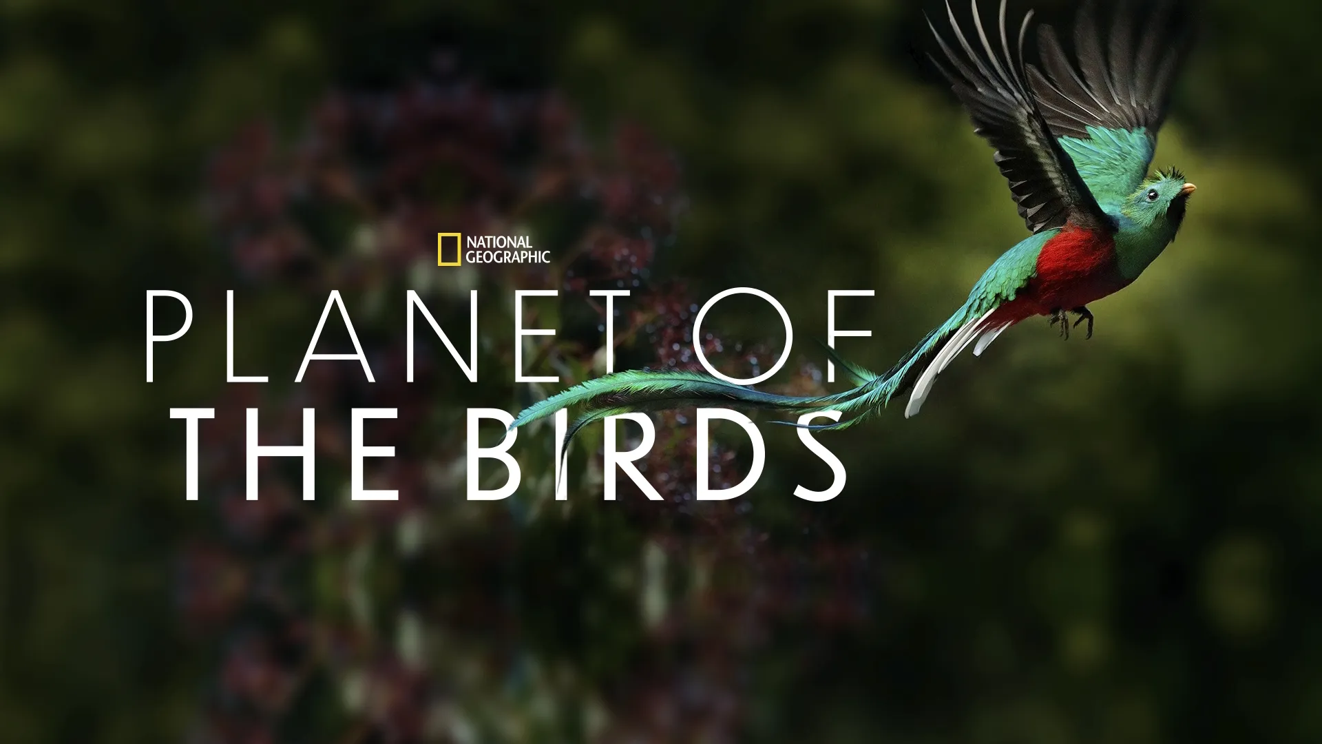 Planet of the Birds (2018)