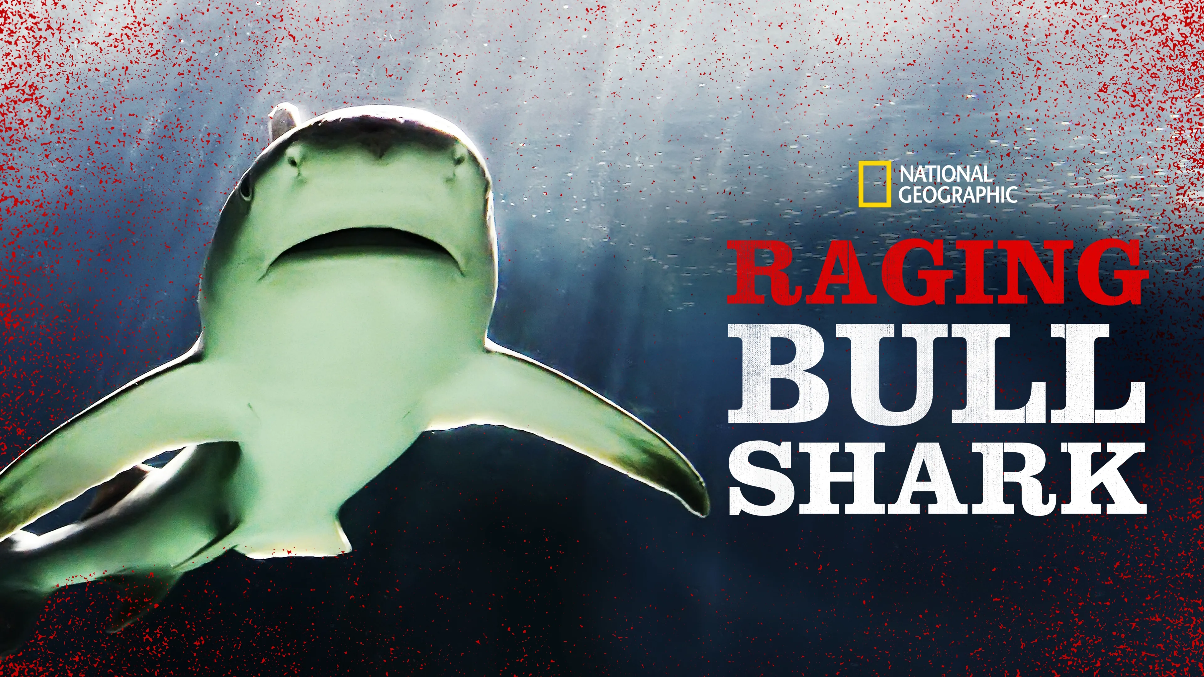 Raging Bullshark (2020)