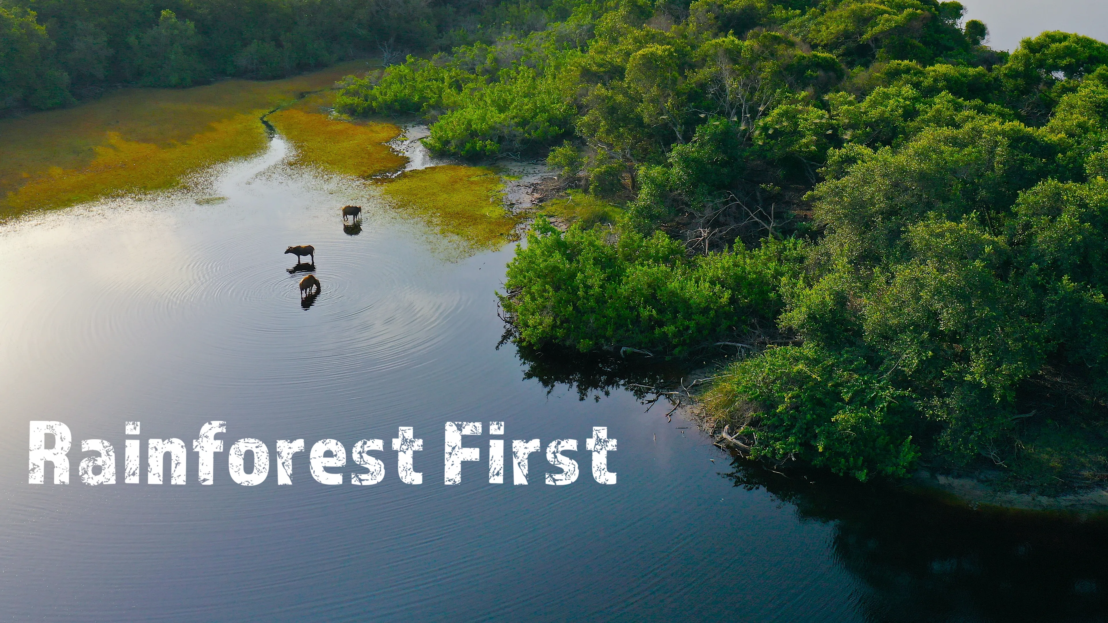 Rainforest First: Climate Protection in Central Africa (2021)