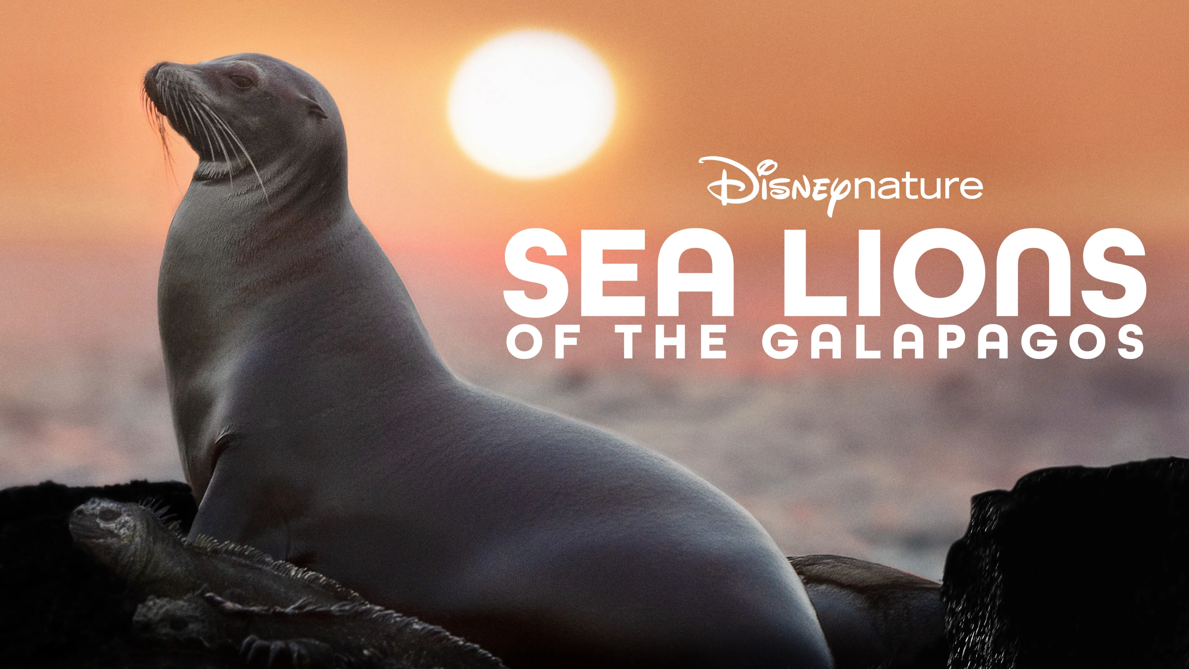 Sea Lions of the Galapagos (2025)