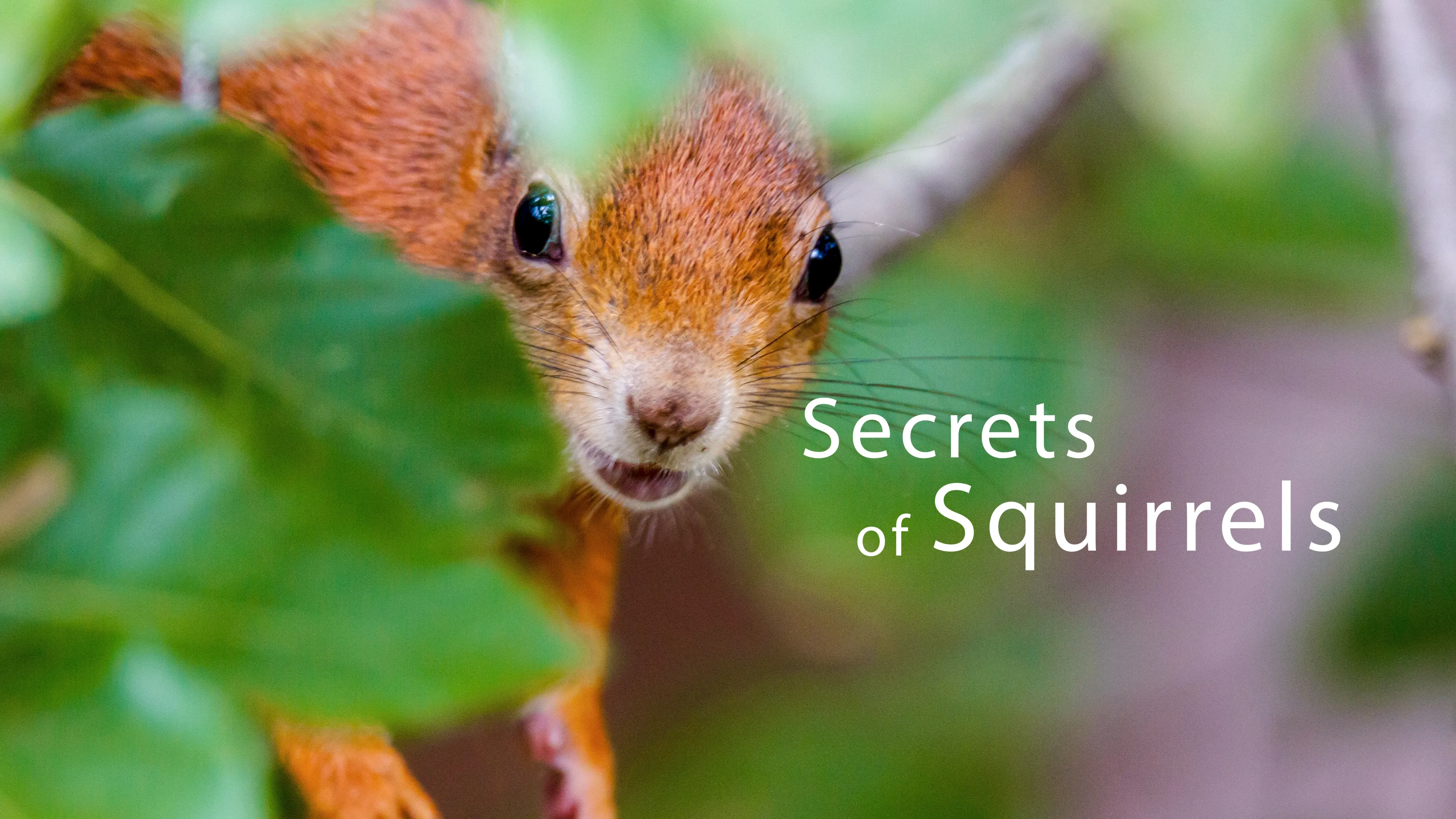 Secrets of Squirrels (2022)