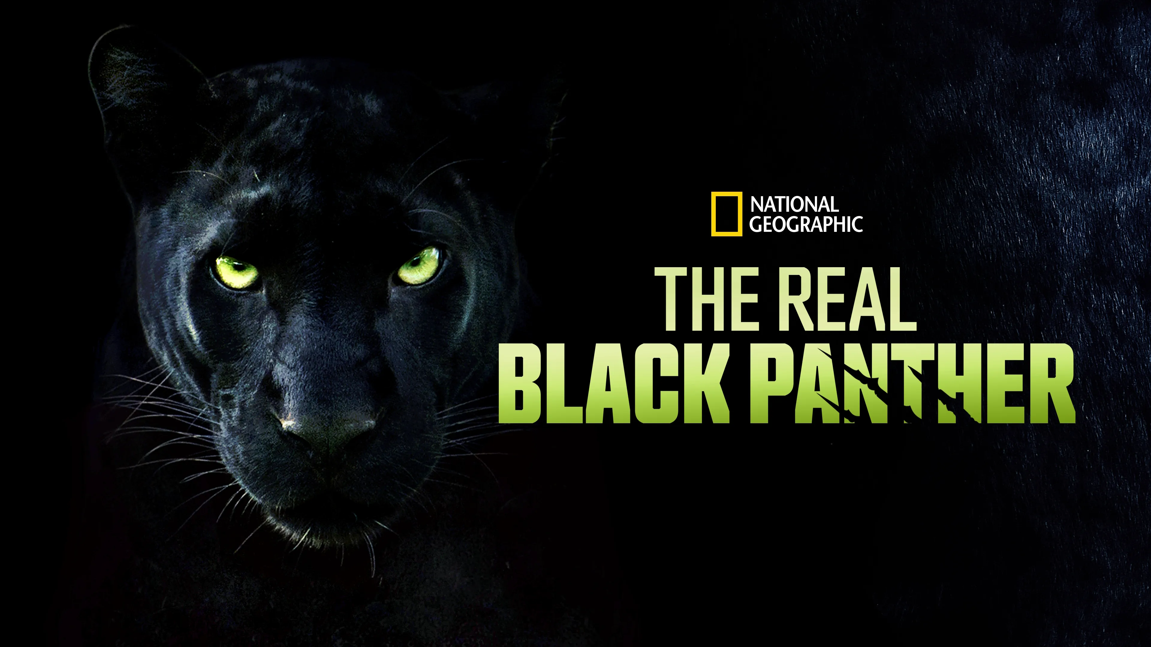 The Real Black Panther (2020)