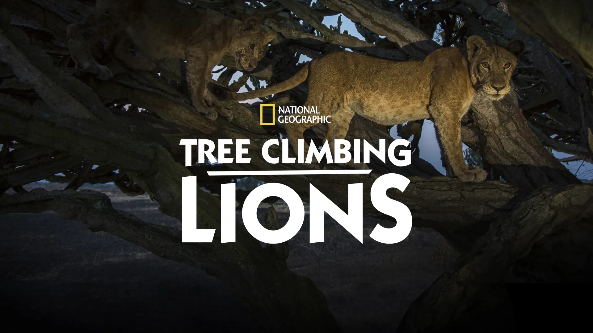 Tree Climbing Lions (2018)