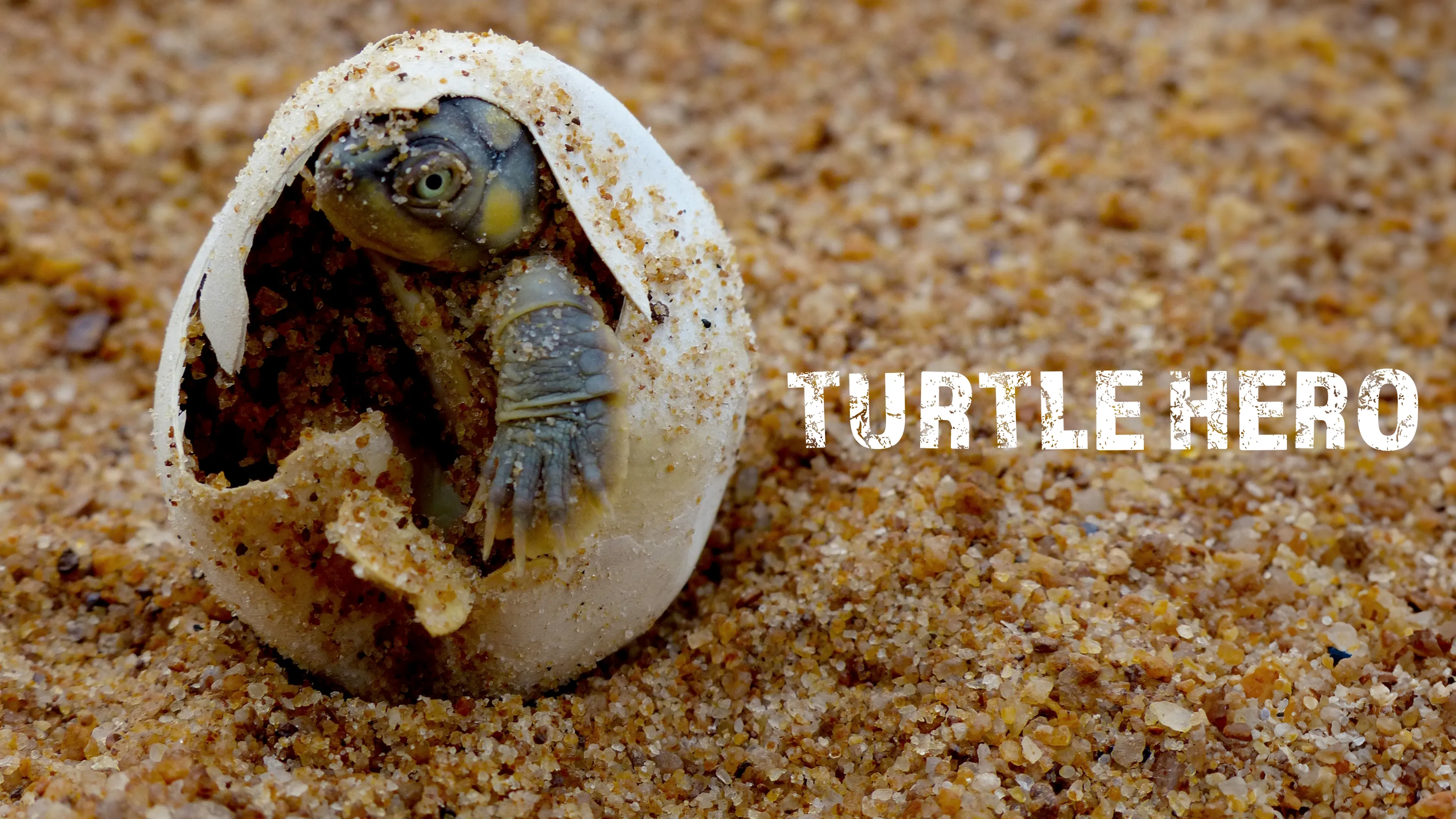 Turtle Hero: Ein Leben Fur Die Schildkroten (2016)