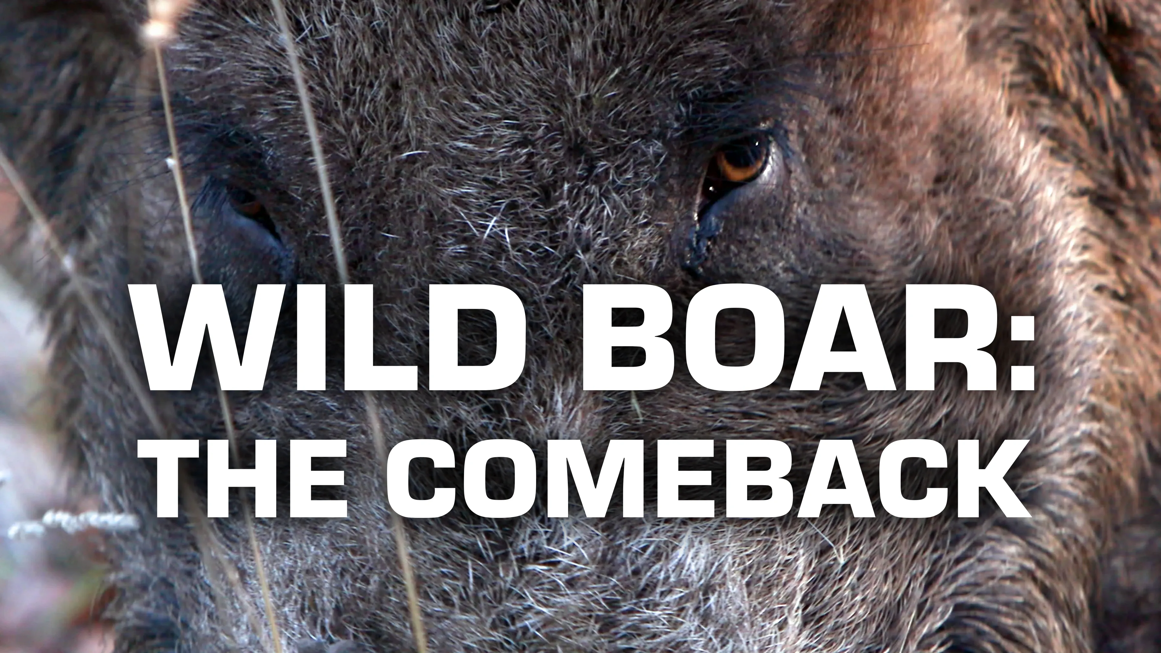 Wild Boar: The Comeback (2022)