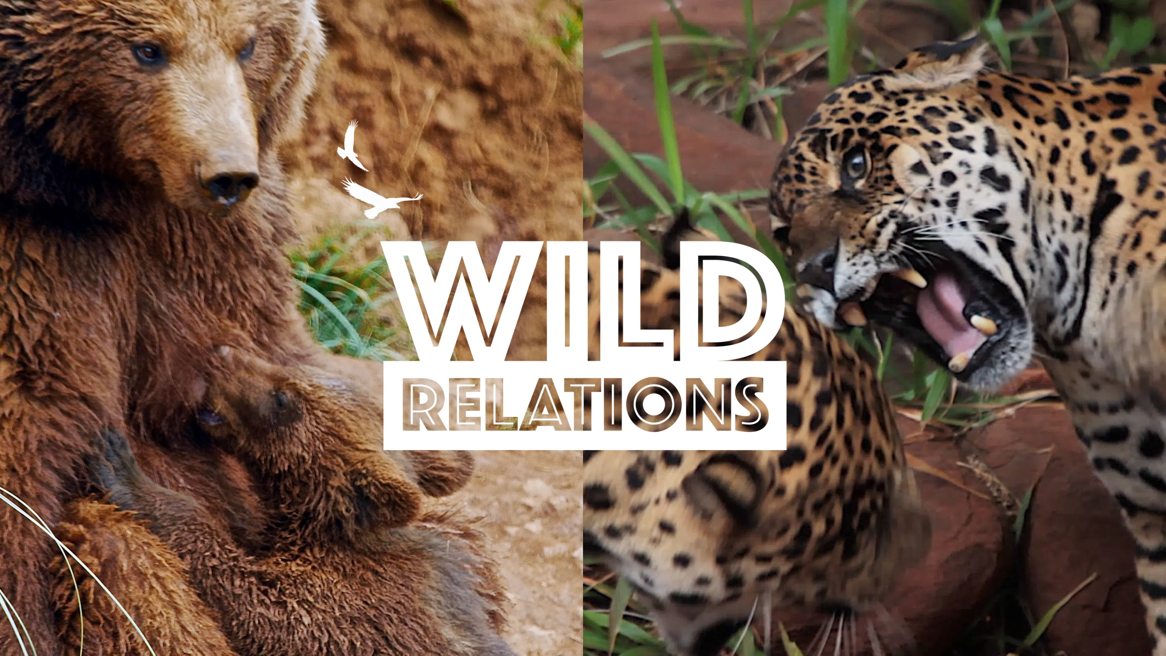 Wild Relations (2021)