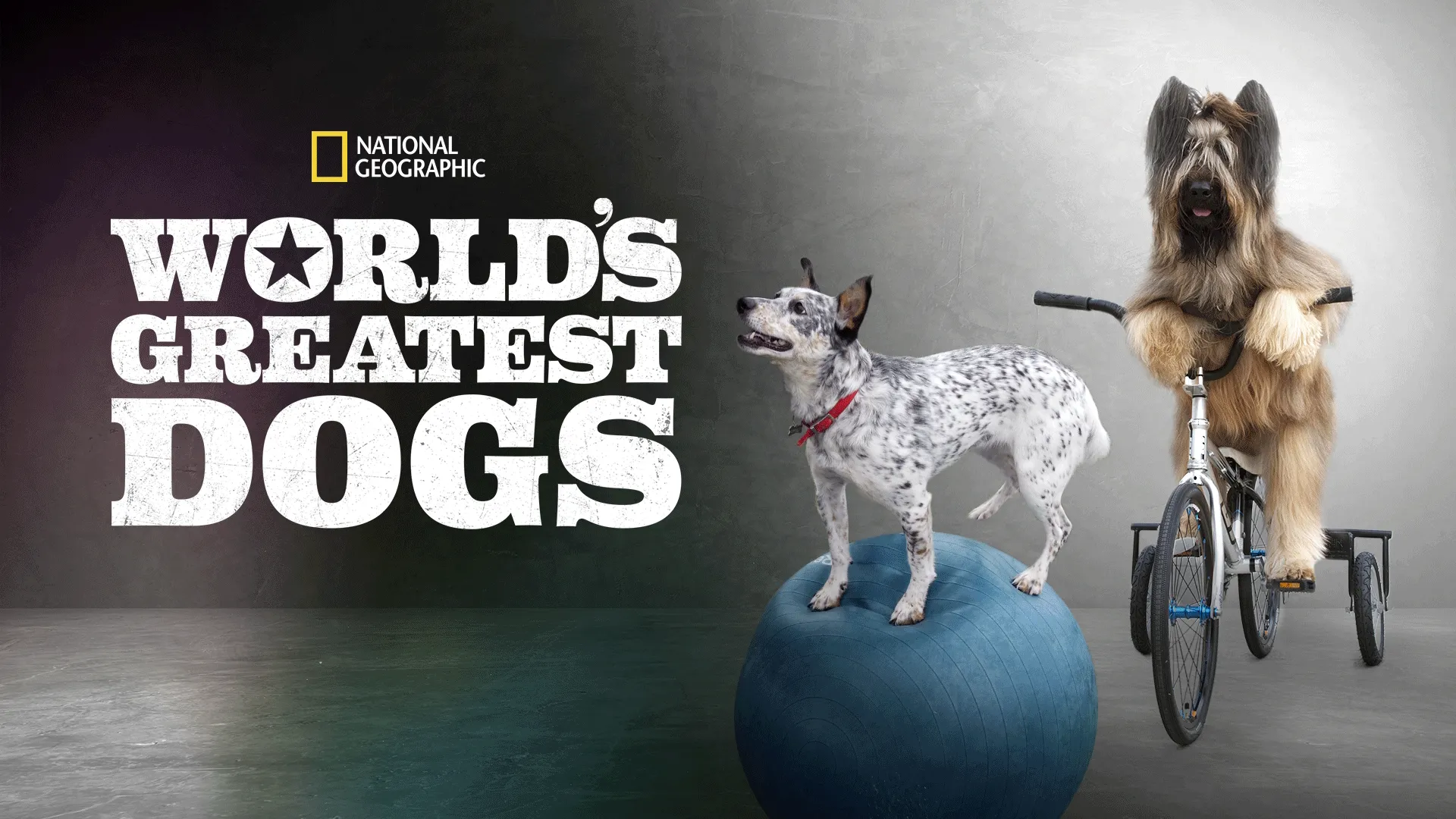 World's Greatest Dogs (2016)