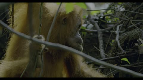 Orangutan (2026)